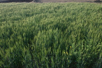 Ears of wheat plants. Panoramic view of green field of wheat a clear sunny day. Green wheat field...