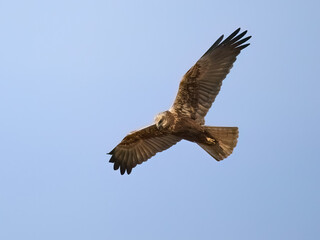 Western marsh harrier (Circus aeruginosus)