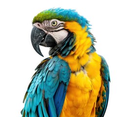 Fototapeta premium bird, parrot, eagle, crow on white background