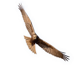 Western marsh harrier (Circus aeruginosus)