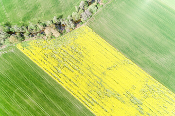 rapeseed and wheat fields on the banks of a small river, drone directly above view