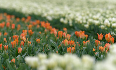 Growing tulips in the Netherlands, beautiful natural, colorful background.