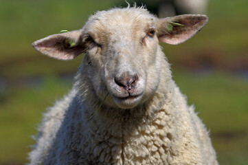 Sheep close up, animal portrait. Sheep farm.