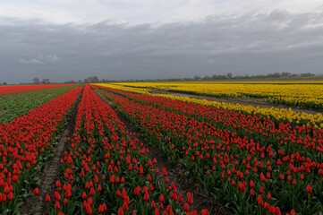 Tulip cultivation in the Netherlands, floral background. Beautiful colours.