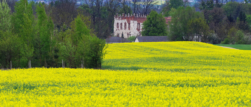 Krupe Castle, rapeseed field, Poland.