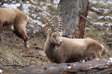 portrait of an ibex capricorn steinbock in pontresina grisons graubuenden switzerland swiss CH