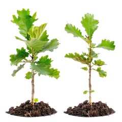 plant on pots, white background