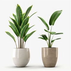 plant on pots, white background