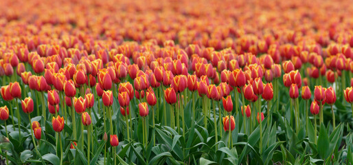Tulip cultivation in the Netherlands, floral background. Beautiful colours.