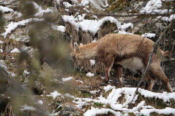 ibex, steinbock, mountain goat on a rock in pontresina graubuenden switzerland ch swis alps