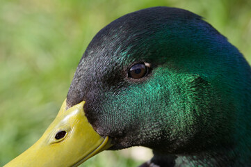 Portret z bliska dzikiej kaczki. © Adam Sadlak
