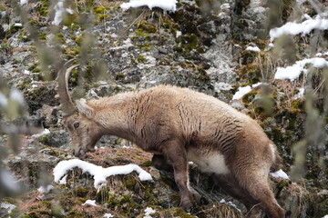 ibex, steinbock, mountain goat on a rock in pontresina graubuenden switzerland ch swis alps
