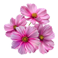 Pink cosmos flowers isolated on transparent background