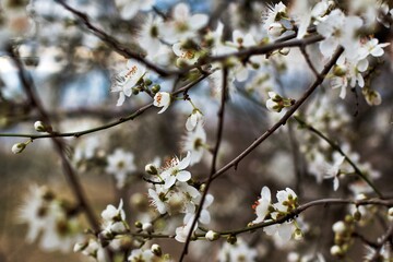 white cherry blossoms in spring in March in the city in one of the courtyards of the city of Munich
branches with cherry flowers
