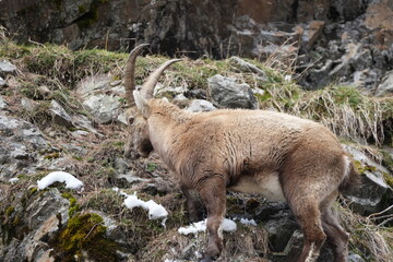 Fototapeta premium ibex, steinbock, mountain goat on a rock in pontresina graubuenden switzerland ch swis alps