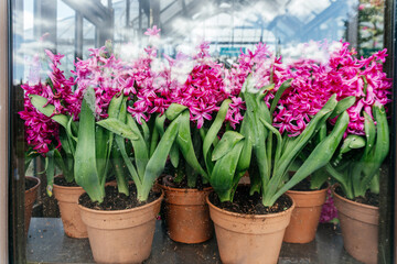 Fototapeta na wymiar Fresh Pink Hyacinths Growing in Pots in a Greenhouse