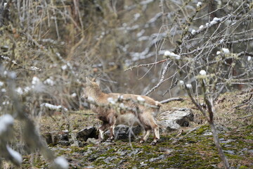 herd of steinbock capricorns grazing in Pontresina, Graubuenden, during summer. Ibex herd.