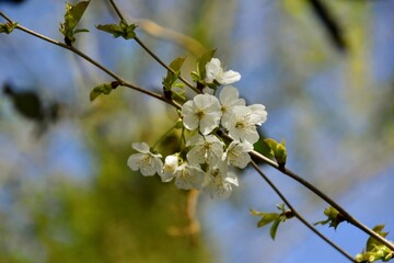 Fleurs de cerisiers