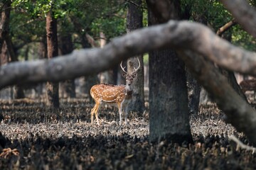 Spotted Deer in mangrove habitat.this photo was taken from Sundarbans National Park,Bangladesh.