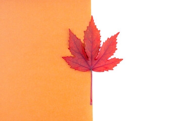 Red leaf in orange color cardboard and white background.