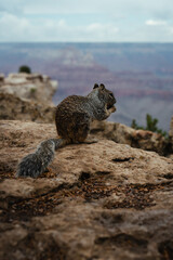 A local squirrel at the Grand Canyon, Arizona