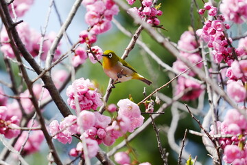 ピンク色の梅の花に囲まれたメジロ