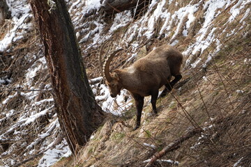 herd of steinbock capricorns grazing in Pontresina, Graubuenden, during summer. Ibex herd.