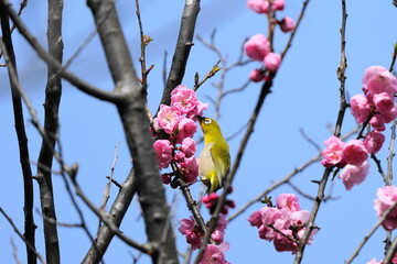 梅の花の蜜を吸うメジロ