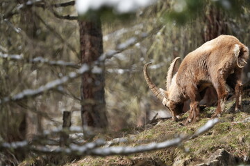herd of steinbock capricorns grazing in Pontresina, Graubuenden, during summer. Ibex herd.