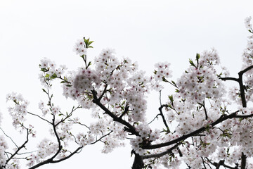 Branches of sakura flowers, cherry blossom