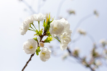 Branches of sakura flowers, cherry blossom
