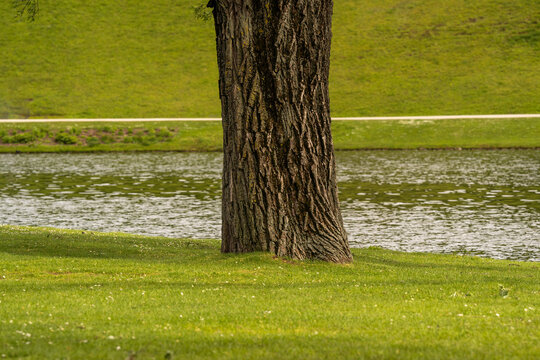 Trunk of a willow tree in Munich's city park in front of shimmering water and a walking path. Clear parallel lines