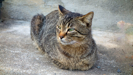 リラックスしているキジ猫