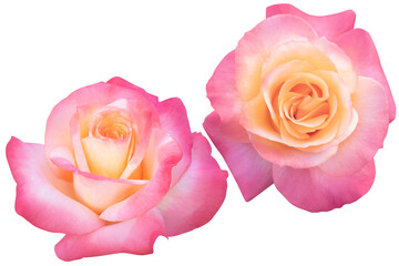 2 large yellow-pink roses isolated on white background.Photo with clipping path.