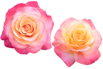 Big two pink-orange roses on a white background.Photo with clipping path.