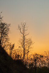 Banguntapan, Indonesia 21 August 2020. Silhouette of trees with orange sunset and moon in the background