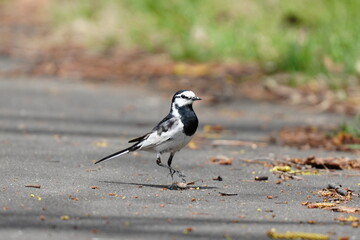 地面に降りたハクセキレイ