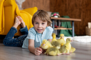 Happy beautiful child, kid, playing with small beautiful ducklings or goslings,, cute fluffy animal birds - 796284982