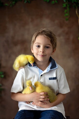 Happy beautiful child, kid, playing with small beautiful ducklings or goslings,, cute fluffy animal birds - 796285131