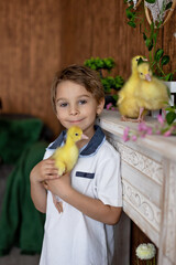 Happy beautiful child, kid, playing with small beautiful ducklings or goslings,, cute fluffy animal birds - 796285159