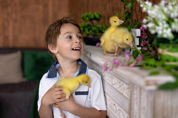 Happy beautiful child, kid, playing with small beautiful ducklings or goslings,, cute fluffy animal birds - 796285160