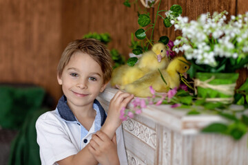Happy beautiful child, kid, playing with small beautiful ducklings or goslings,, cute fluffy animal birds - 796285171