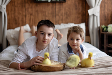 Happy beautiful child, kid, playing with small beautiful ducklings or goslings,, cute fluffy animal birds - 796285188