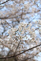 Spring cherry blossom sakura with blue sky in japan