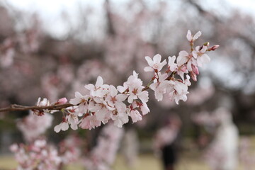 Spring cherry blossom sakura with blue sky in japan