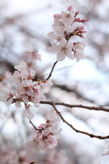 Spring cherry blossom sakura with blue sky in japan