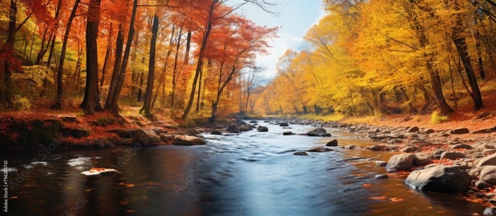 Wall mural River flowing through forest with stones and trees