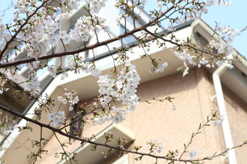 Spring cherry blossom sakura in front of building in Japan