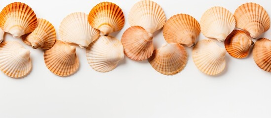 Sea shells arrangement on a white surface