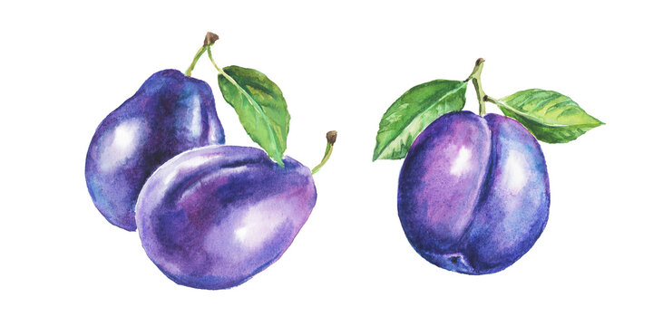 Plum , purple plums , hand drawn watercolor illustration of fruits, plum branch, sweet food, watercolor illustration